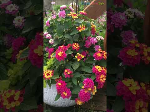 Поради, як зробити так, щоб квіти довше стояли